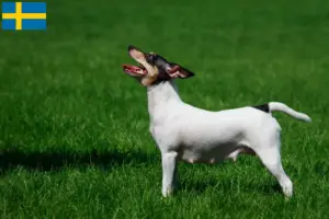 Lees meer over het artikel Amerikaanse Toy Terrier fokkers en pups in Zweden
