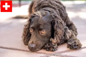 Lees meer over het artikel Amerikaanse Water Spaniel fokkers en pups in Zwitserland