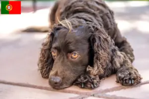 Lees meer over het artikel Amerikaanse Water Spaniel fokkers en pups in Portugal