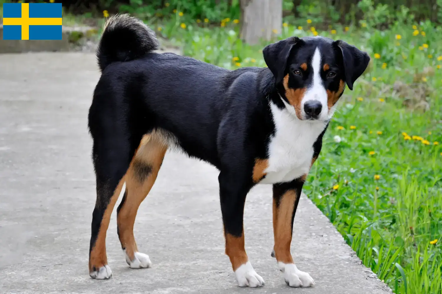 Lees meer over het artikel Appenzell Sennenhondenfokker en Puppies in Zweden
