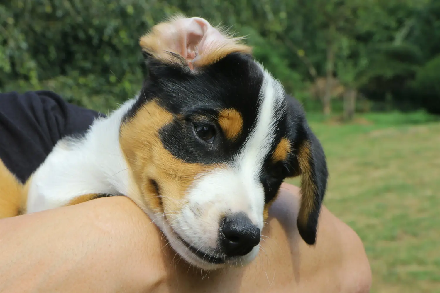 Een Appenzeller Sennenhond puppy kopen betekent verantwoordelijkheid nemen! Appenzell Sennenhond puppy's kopen.
