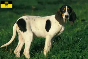 Lees meer over het artikel Ariégeois fokkers en pups in Baden-Württemberg