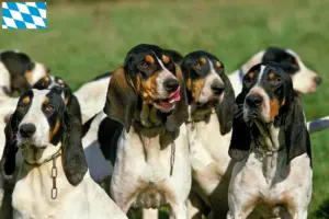 Lees meer over het artikel Ariégeois fokkers en pups in Beieren