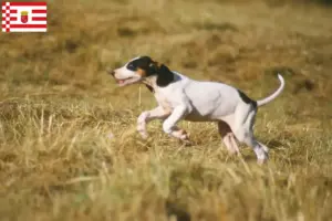 Lees meer over het artikel Ariégeois fokkers en pups in Bremen