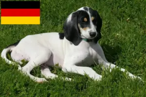 Lees meer over het artikel Ariégeois fokkers en puppies in Duitsland