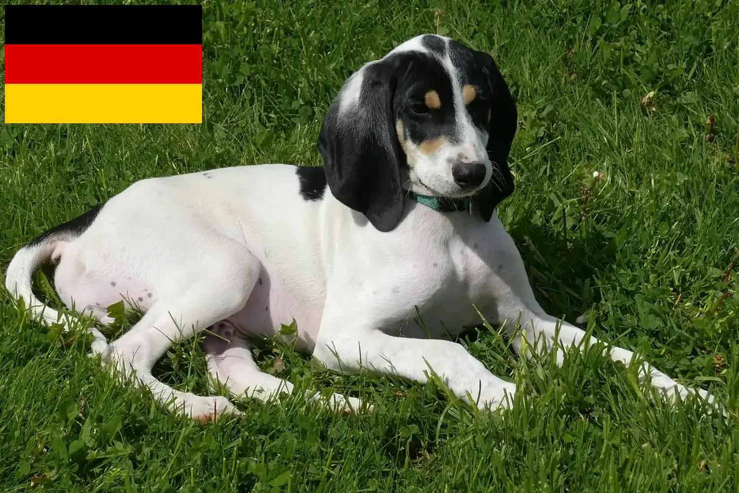 Lees meer over het artikel Ariégeois fokkers en puppies in Duitsland