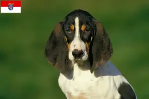 Lees meer over het artikel Ariégeois fokkers en pups in Hessen