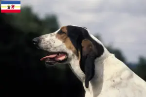Lees meer over het artikel Ariégeois fokkers en pups in Mecklenburg-Vorpommern