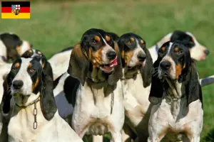 Lees meer over het artikel Ariégeois fokkers en pups in Saarland