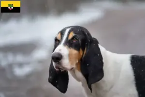 Lees meer over het artikel Ariégeois fokkers en pups in Saksen-Anhalt