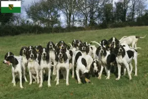 Lees meer over het artikel Ariégeois fokkers en pups in Saksen