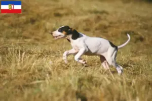 Lees meer over het artikel Ariégeois fokkers en pups in Sleeswijk-Holstein