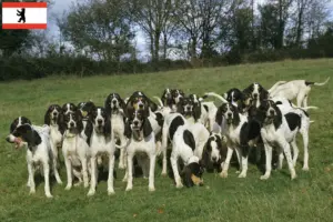 Lees meer over het artikel Ariégeois fokkers en pups in Berlijn