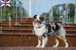 Lees meer over het artikel Australian Shepherd fokkers en puppy’s in Groot-Brittannië