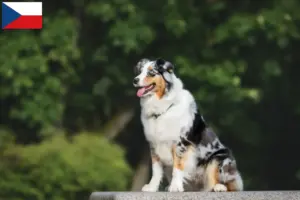 Lees meer over het artikel Australian Shepherd fokkers en pups in Tsjechië