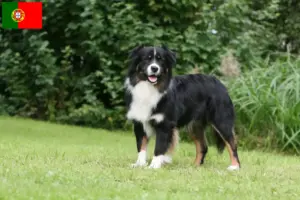 Lees meer over het artikel Australian Shepherd fokkers en pups in Portugal