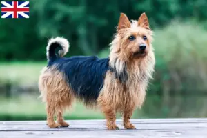 Lees meer over het artikel Australian Terrier fokkers en puppies in Groot-Brittannië