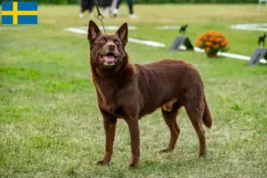 Lees meer over het artikel Australische Kelpie fokkers en puppies in Zweden