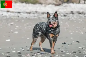 Lees meer over het artikel Australische Runderhondenfokkers en puppies in Portugal