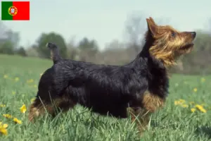 Lees meer over het artikel Australische Terriër fokkers en puppies in Portugal