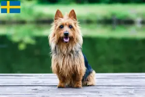 Lees meer over het artikel Australian Terrier fokkers en puppies in Zweden