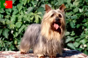 Lees meer over het artikel Australische zijde terriër fokkers en puppies in Portugal