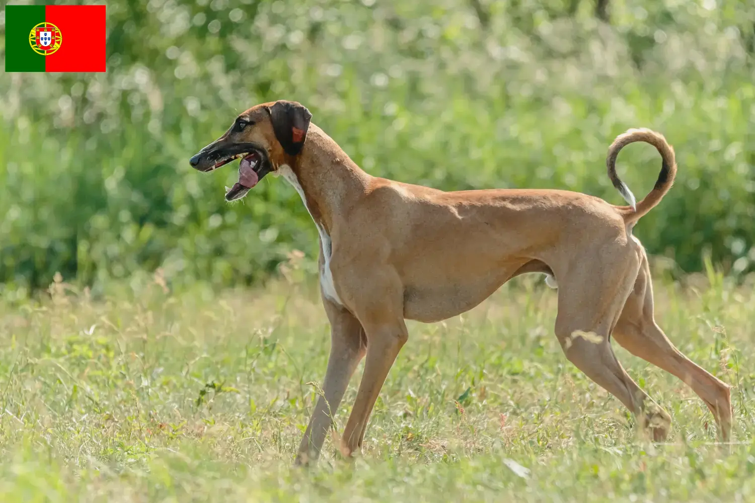 Lees meer over het artikel Azawakh fokkers en pups in Portugal