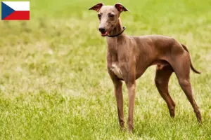 Lees meer over het artikel Azawakh fokkers en puppy’s in Tsjechië