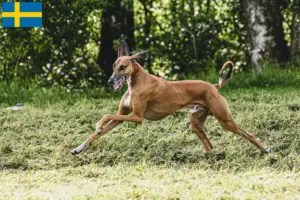Lees meer over het artikel Azawakh fokkers en pups in Zweden
