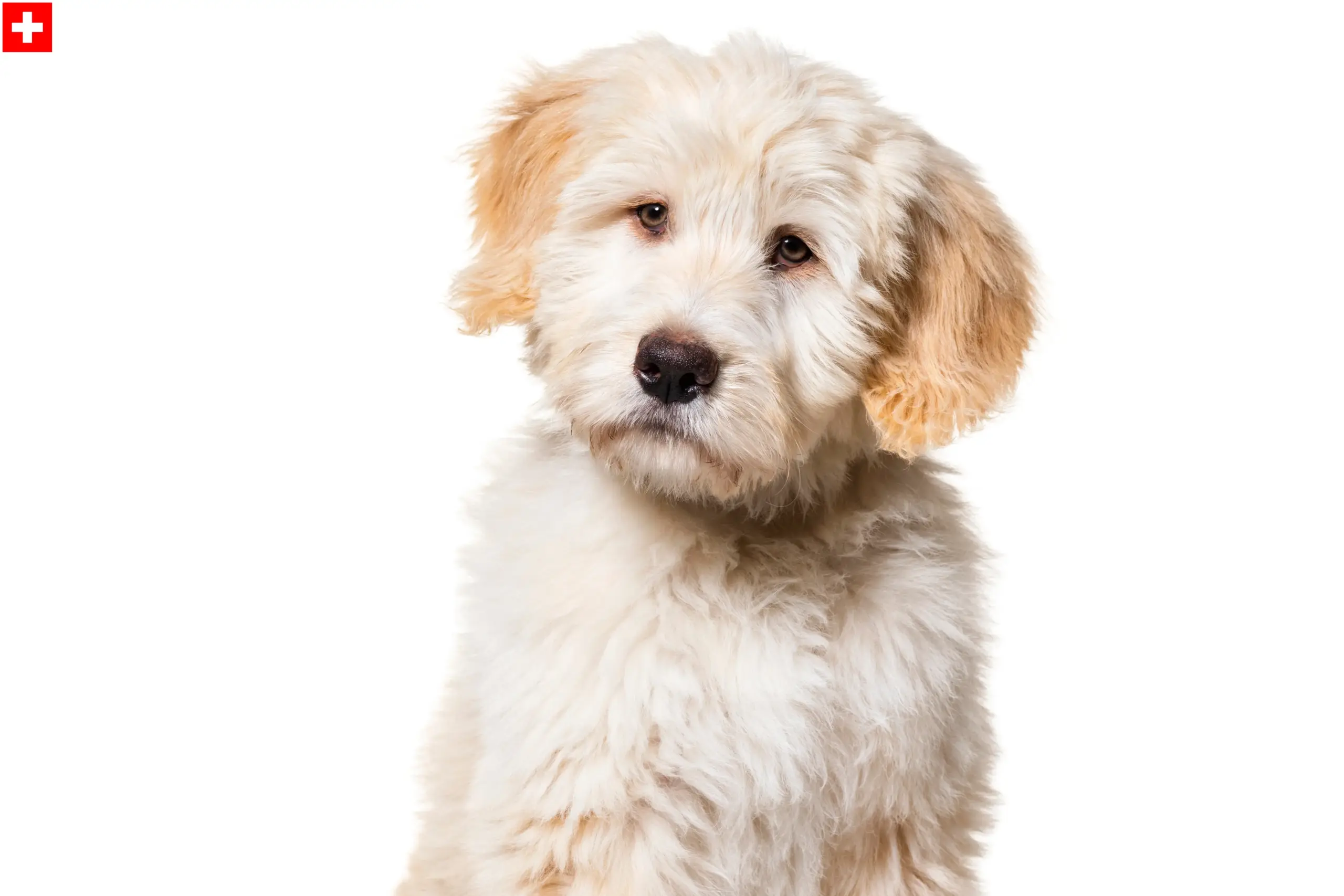 Lees meer over het artikel Barbado da Terceira fokkers en pups in Zwitserland