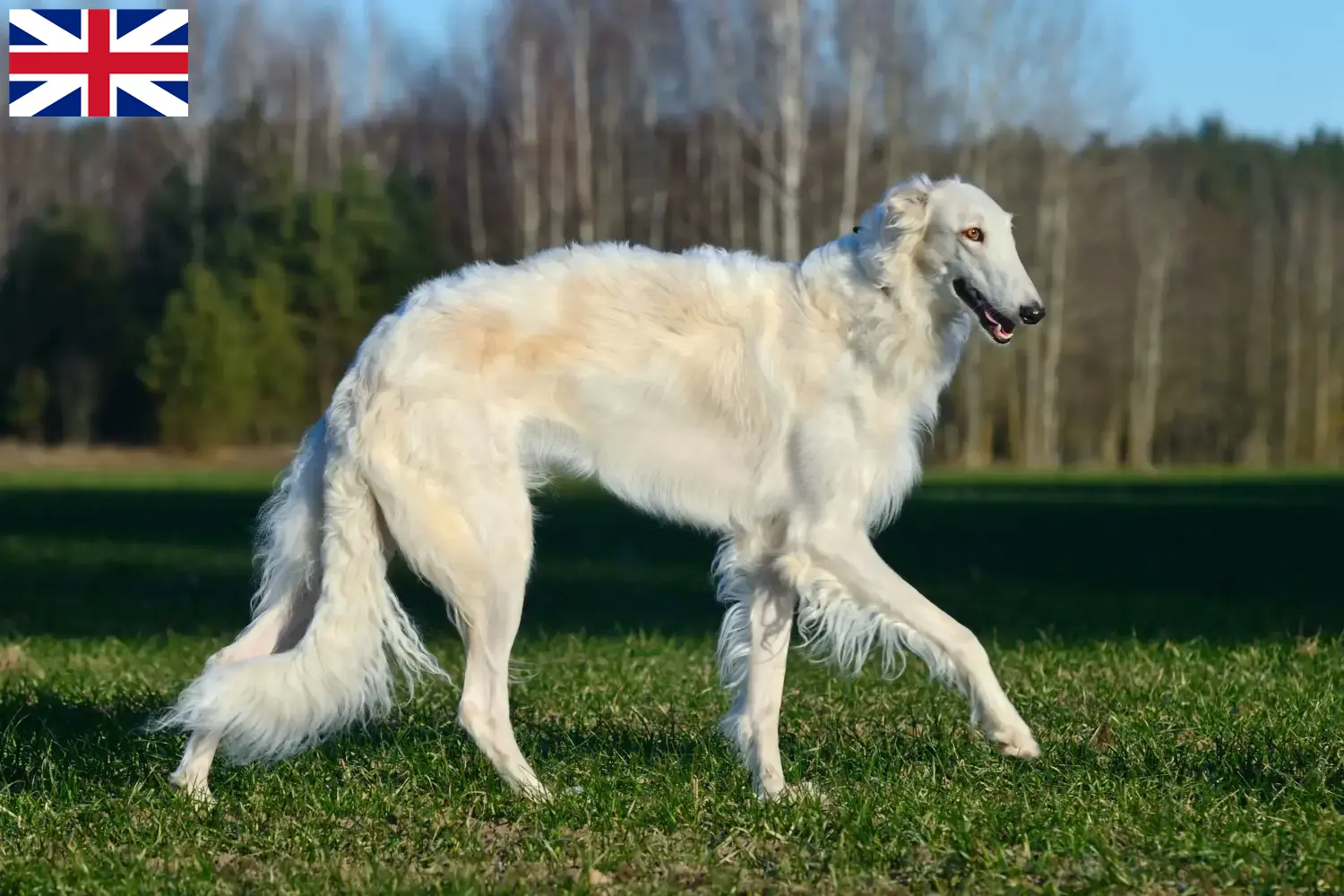 Lees meer over het artikel Barsoi fokkers en puppies in Groot-Brittannië