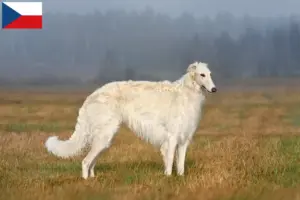 Lees meer over het artikel Barsoi fokkers en puppies in Tsjechië