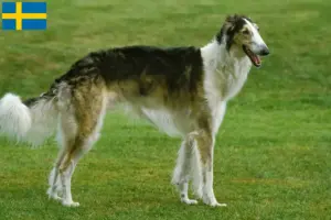Lees meer over het artikel Barsoi fokkers en pups in Zweden