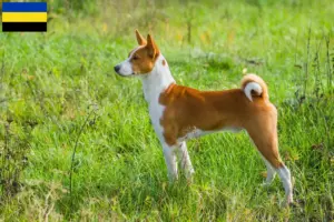 Lees meer over het artikel Basenji fokkers en pups in Gelderland