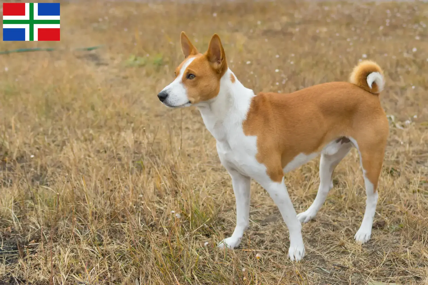 Basenji pups en fokkers Groningen Hier vind je Basenji fokkers in Groningen.