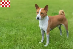Lees meer over het artikel Basenji fokkers en pups in Noord-Brabant