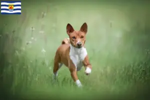Lees meer over het artikel Basenji fokkers en pups in Zeeland