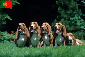 Lees meer over het artikel Basset Artésien Normand fokkers en pups in Portugal