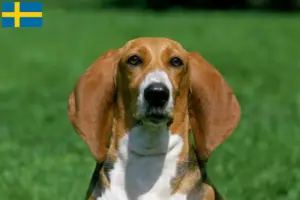 Lees meer over het artikel Basset Artésien Normand fokkers en pups in Zweden