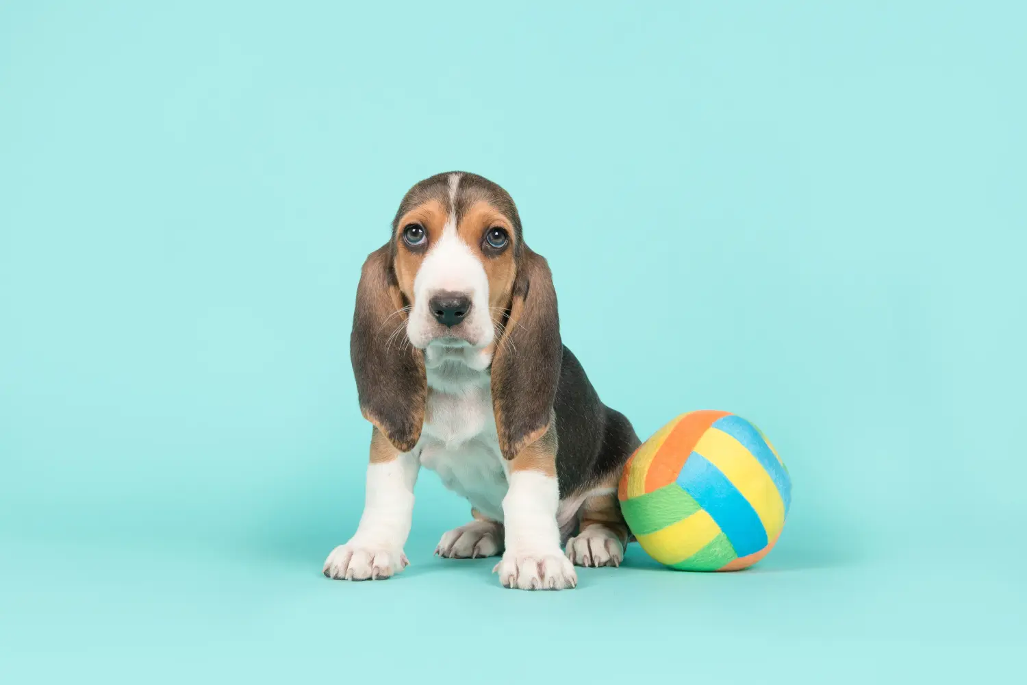 Een Basset Artésien Normand puppy kopen betekent verantwoordelijkheid nemen! Basset Artésien Normand puppy kopen.