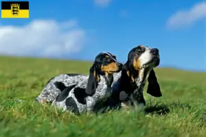 Lees meer over het artikel Basset bleu de Gascogne fokkers en pups in Baden-Württemberg