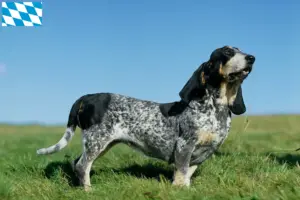 Lees meer over het artikel Basset bleu de Gascogne fokkers en puppies in Beieren
