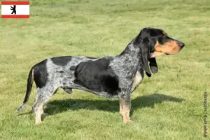 Lees meer over het artikel Basset bleu de Gascogne fokkers en pups in Berlijn