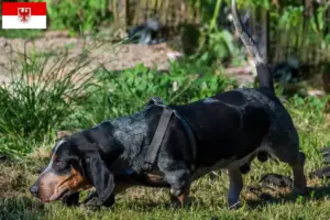 Lees meer over het artikel Basset bleu de Gascogne fokkers en pups in Brandenburg