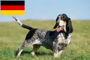 Lees meer over het artikel Basset bleu de Gascogne fokkers en puppies in Duitsland
