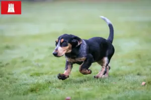 Lees meer over het artikel Basset bleu de Gascogne fokkers en pups in Hamburg