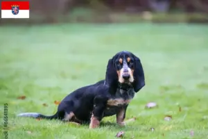 Lees meer over het artikel Basset bleu de Gascogne fokkers en pups in Hessen