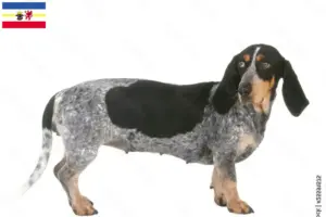 Lees meer over het artikel Basset bleu de Gascogne fokkers en pups in Mecklenburg-Vorpommern