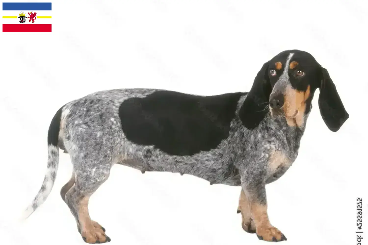 Basset bleu de Gascogne pups en fokkers Mecklenburg-Vorpommern Hier vind je Basset bleu de Gascognes fokkers in Mecklenburg-Vorpommern.