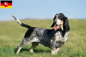 Lees meer over het artikel Basset bleu de Gascogne fokkers en pups in Nedersaksen
